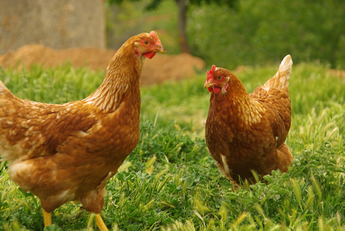 Science Daily: Chickens Are Smart, Caring, Complex