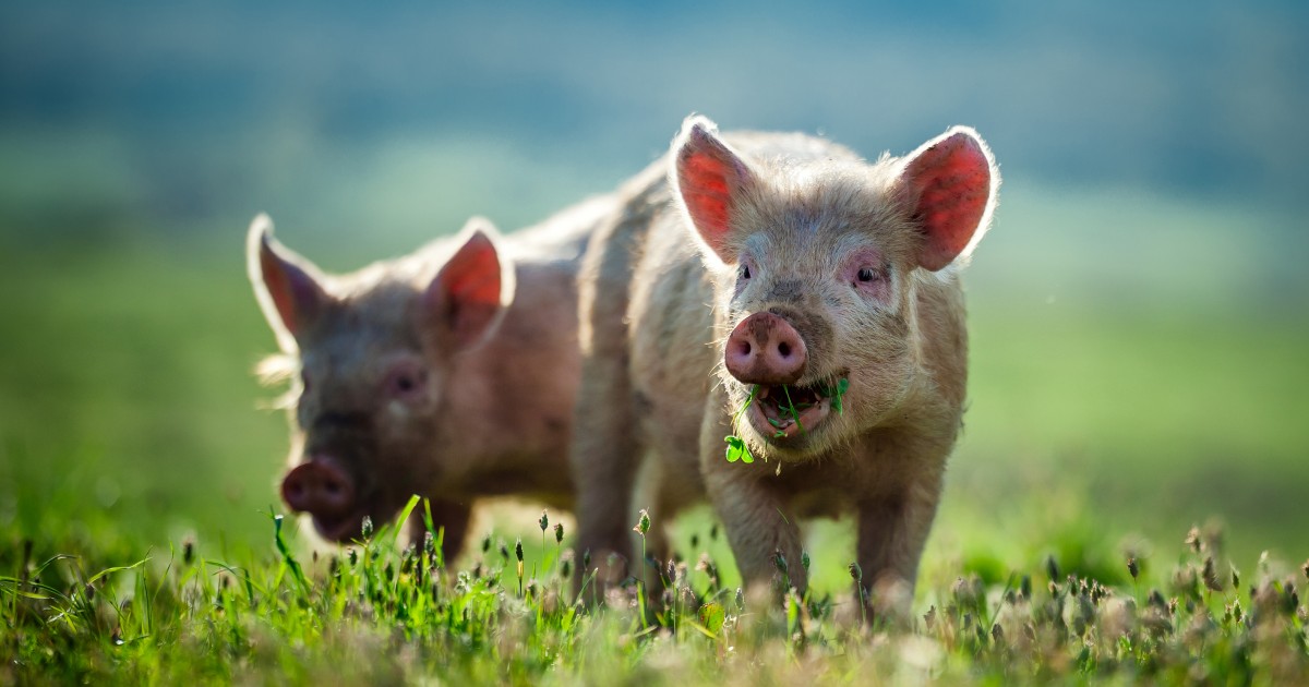 Here's What Veganism Is — and What It Isn't Mercy For Animals