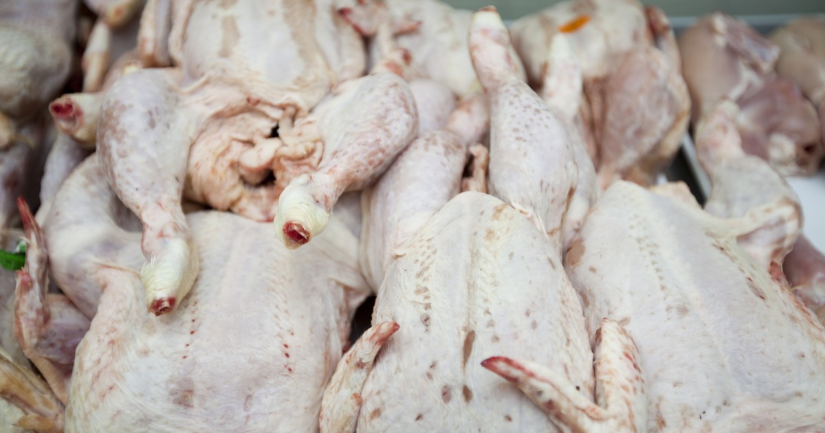 chickens chicken campylobacter supermarket poultry raw meat dirty british plants fat whole animals percent standards contaminated fsis mood testing sampling