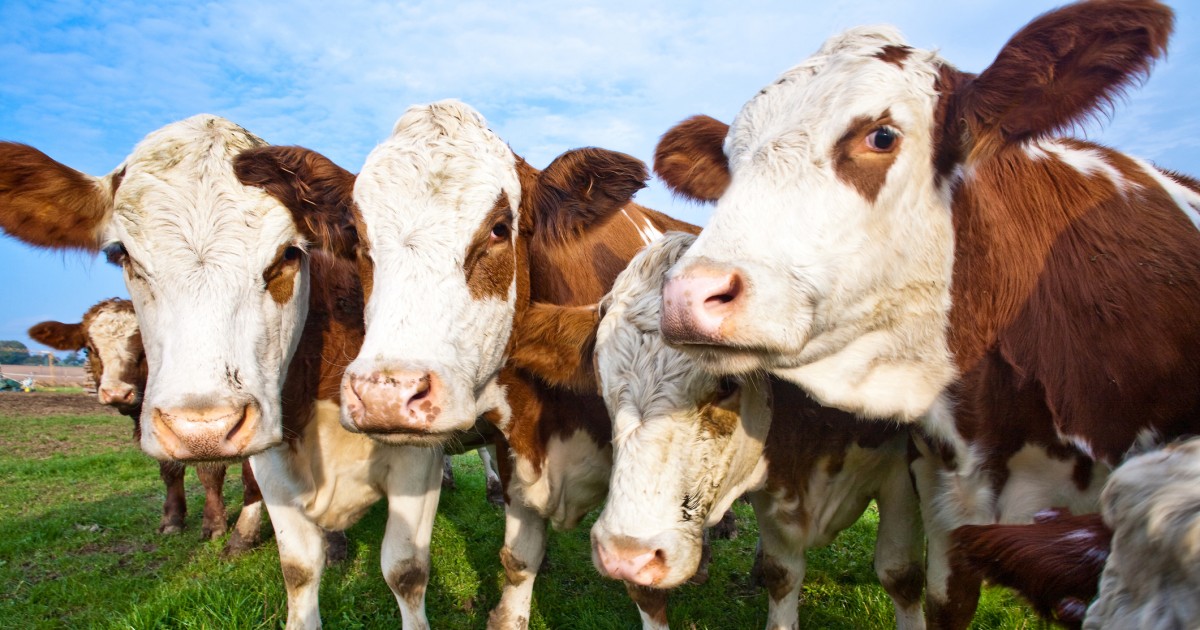 8 Alternative Facts the Meat Industry Wants You to Believe Mercy For