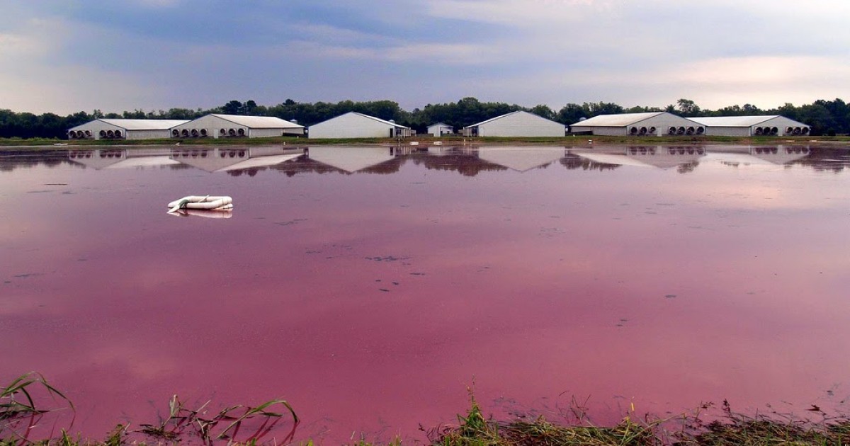 This Is How Factory Farms Discriminate Against Communities of Color