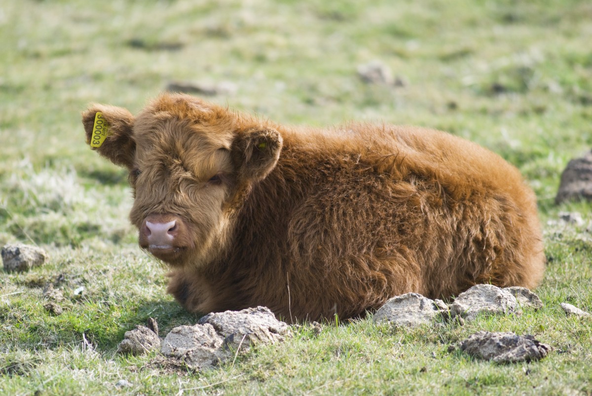 Viral Video of Fluffy Calf Has Viewers Swearing Off Meat