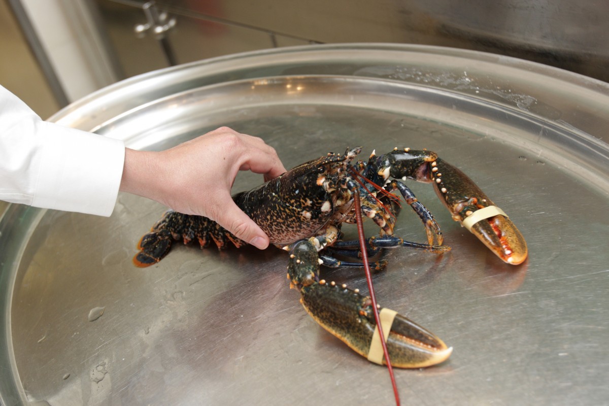 This Popular Australian Seafood Store Was Just Convicted for Hacking Apart Live Lobsters