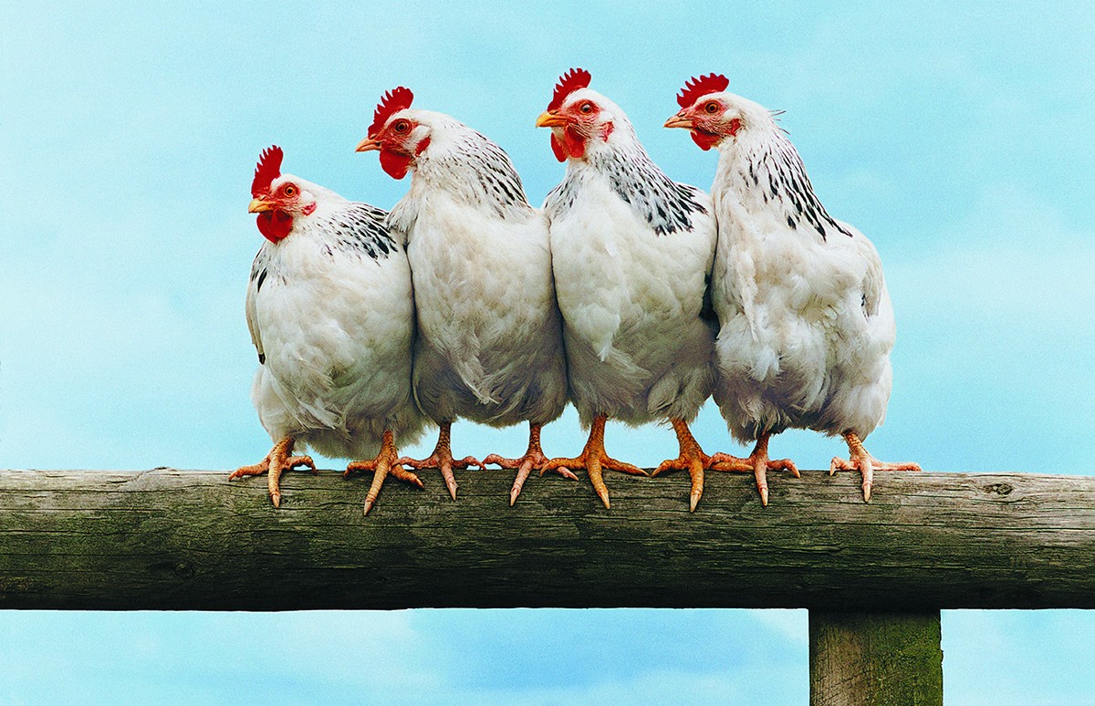 PROGRESS! Noodles & Company Adopts Important New Chicken Welfare Policy