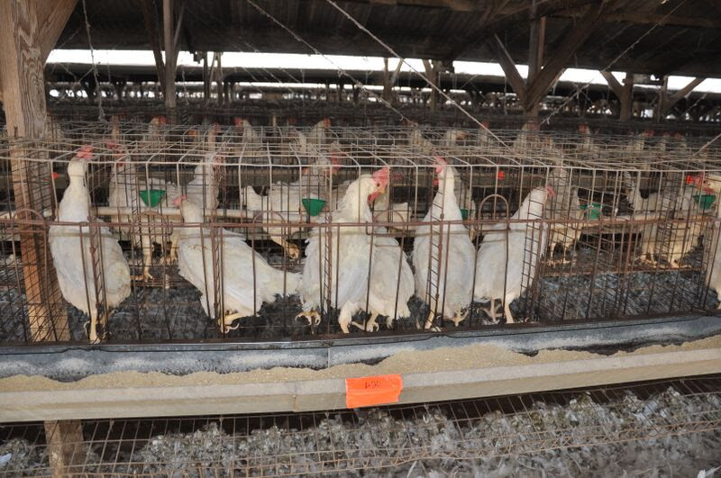 Egg Farm Prosecuted for Violating Californiaâ€™s Landmark Cage-Free Law