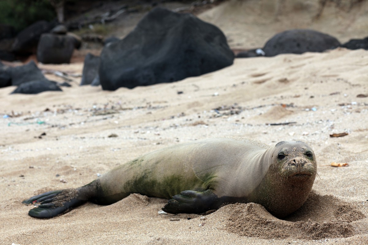 Beyond Sad! Endangered Monk Seal Dies After Getting Caught in Fish Farm Net