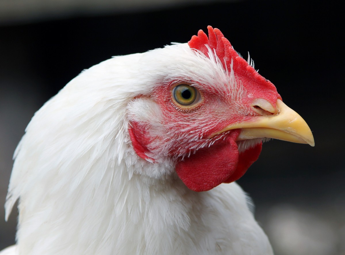 Chicken Welfare Reform Ramps Up With Burger Kingâ€™s New Landmark Policy