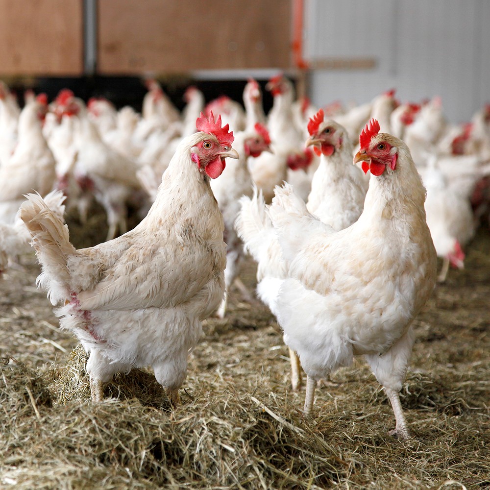 Game Changer for Chickens! Jack in the Box and Qdoba Adopt Broiler Policy