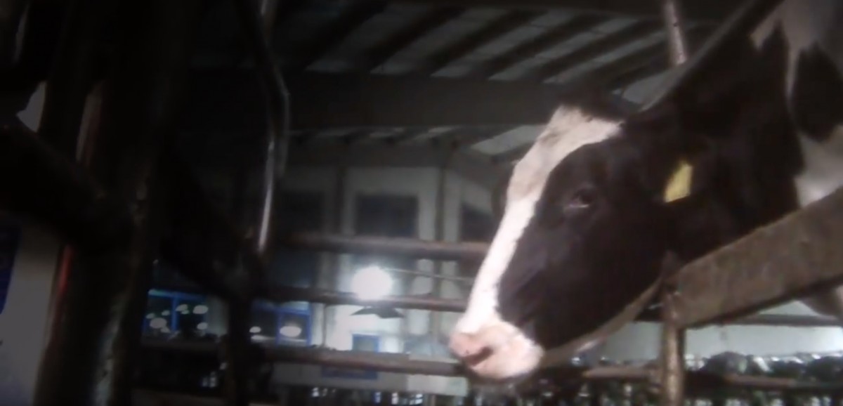 BREAKING! Workers at Canadaâ€™s Largest Dairy Factory Farm Convicted of Animal Cruelty