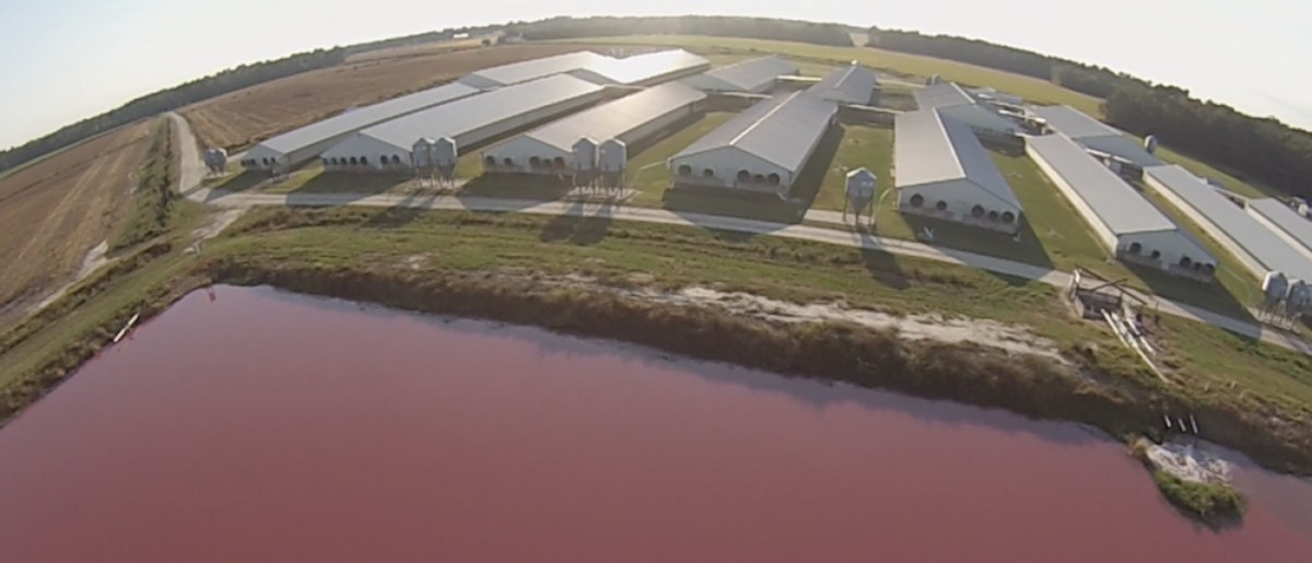 Winning! Federal Court Strikes Down Factory Farm Loophole