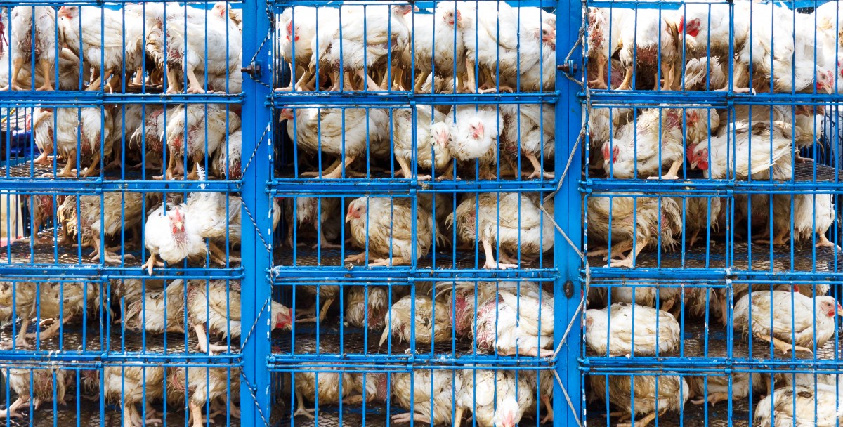 The 5 Biggest Myths About Factory Farming