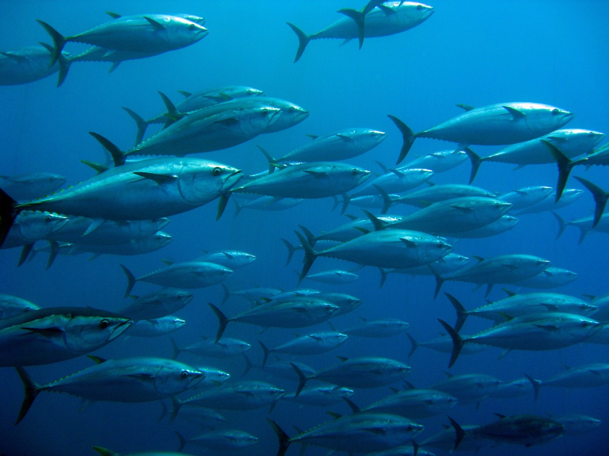 This Marine Biologist Wants You to Stop Eating Fish