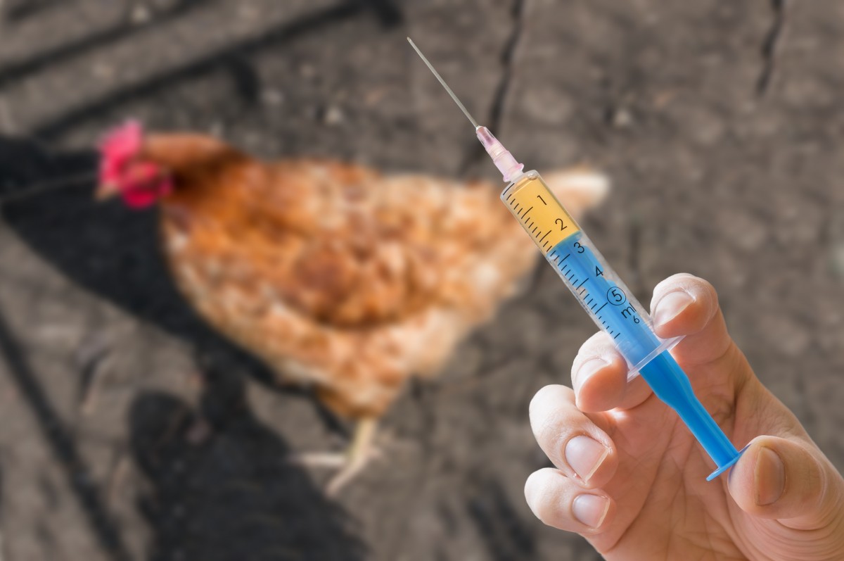 Over 450 Drugs Are Administered to Farmed Animals