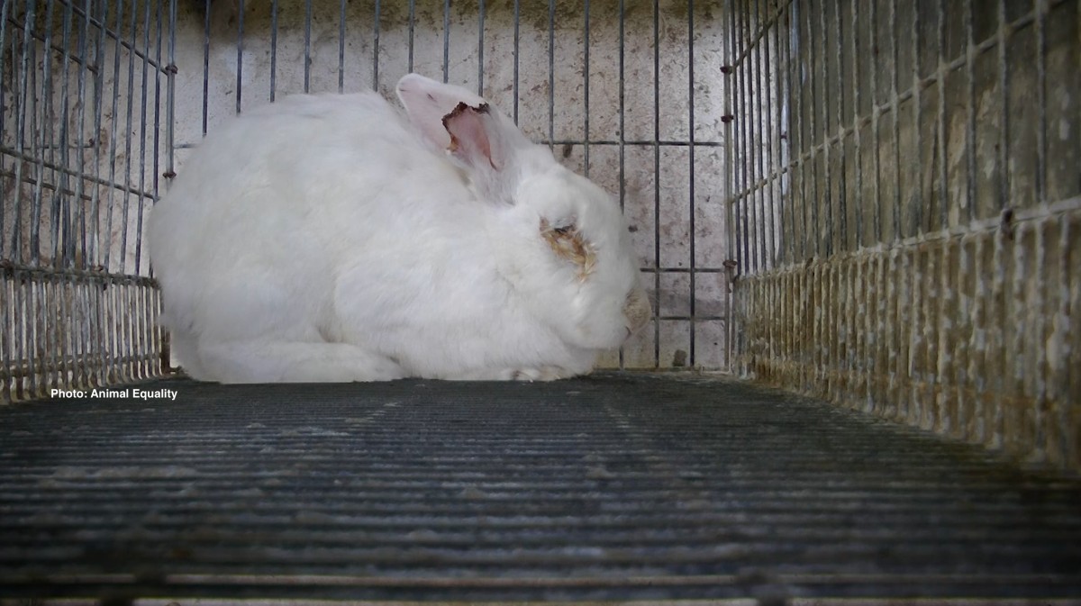 HEARTBREAKING! Rabbits in Canada Desperately Need Your Help