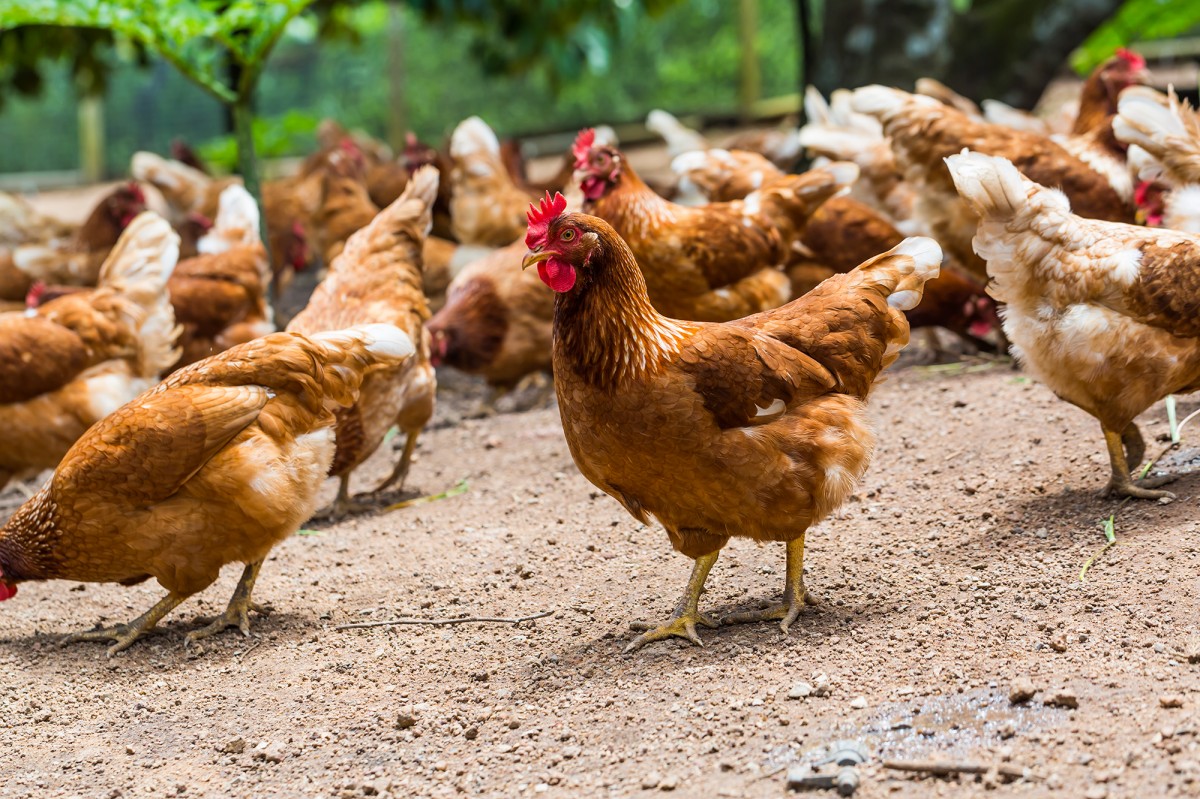 More Progress for Chickens: Sweet Tomatoes and Souplantation Commit to Broiler Welfare