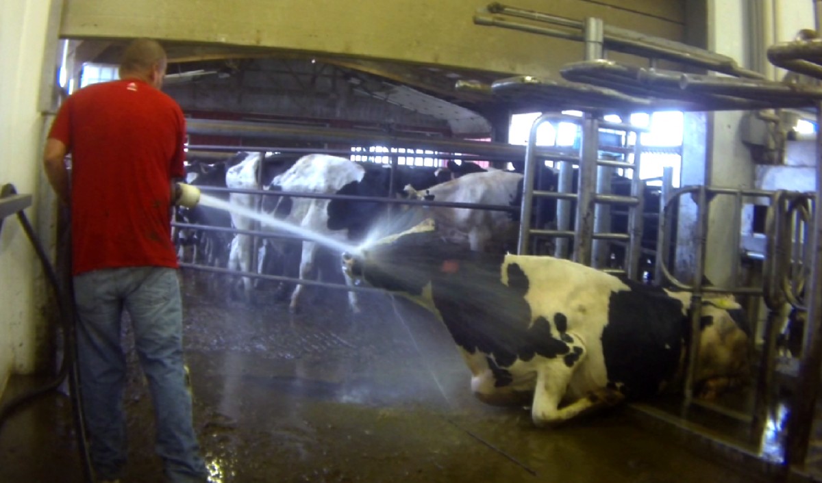15 Pieces of Photographic Evidence Proving Dairy Comes From Hell