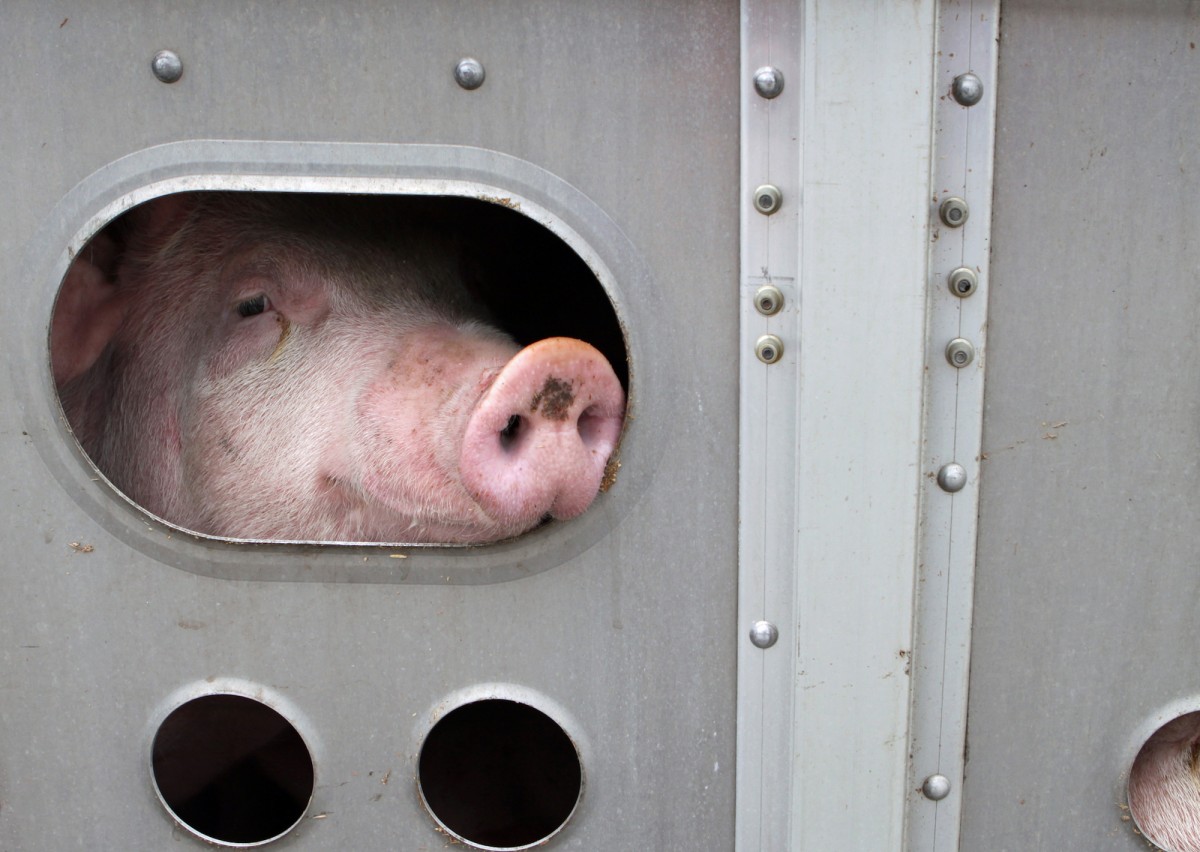 Charge Dismissed for Activist Who Provided Water to Slaughter-Bound Pigs