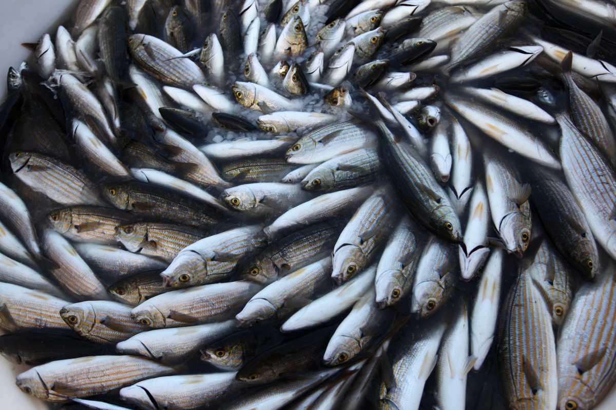 Wisconsin State Senate Just Approved Dangerous Fish Farming Bill