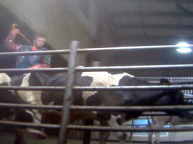 HISTORIC VICTORY! Workers at Canadaâ€™s Largest Dairy Factory Farm Jailed for Animal Cruelty