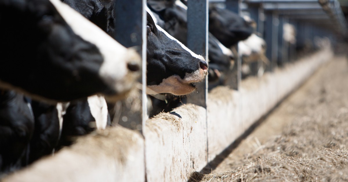 STUDY: Factory Farm Pollution Is Damaging Neighbors’ Lungs - Mercy For ...