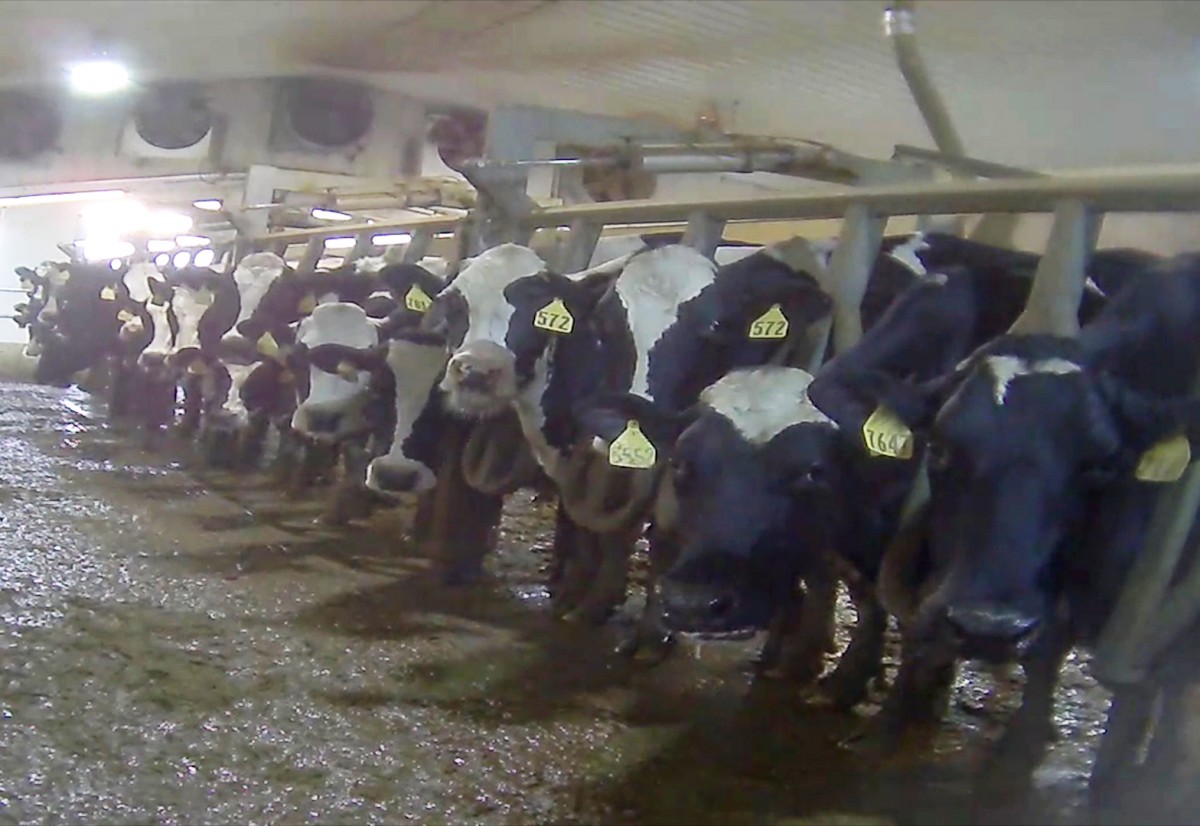 Factory Farms in Michigan Are Using Your Tax Dollars to Pay Environmental Fines