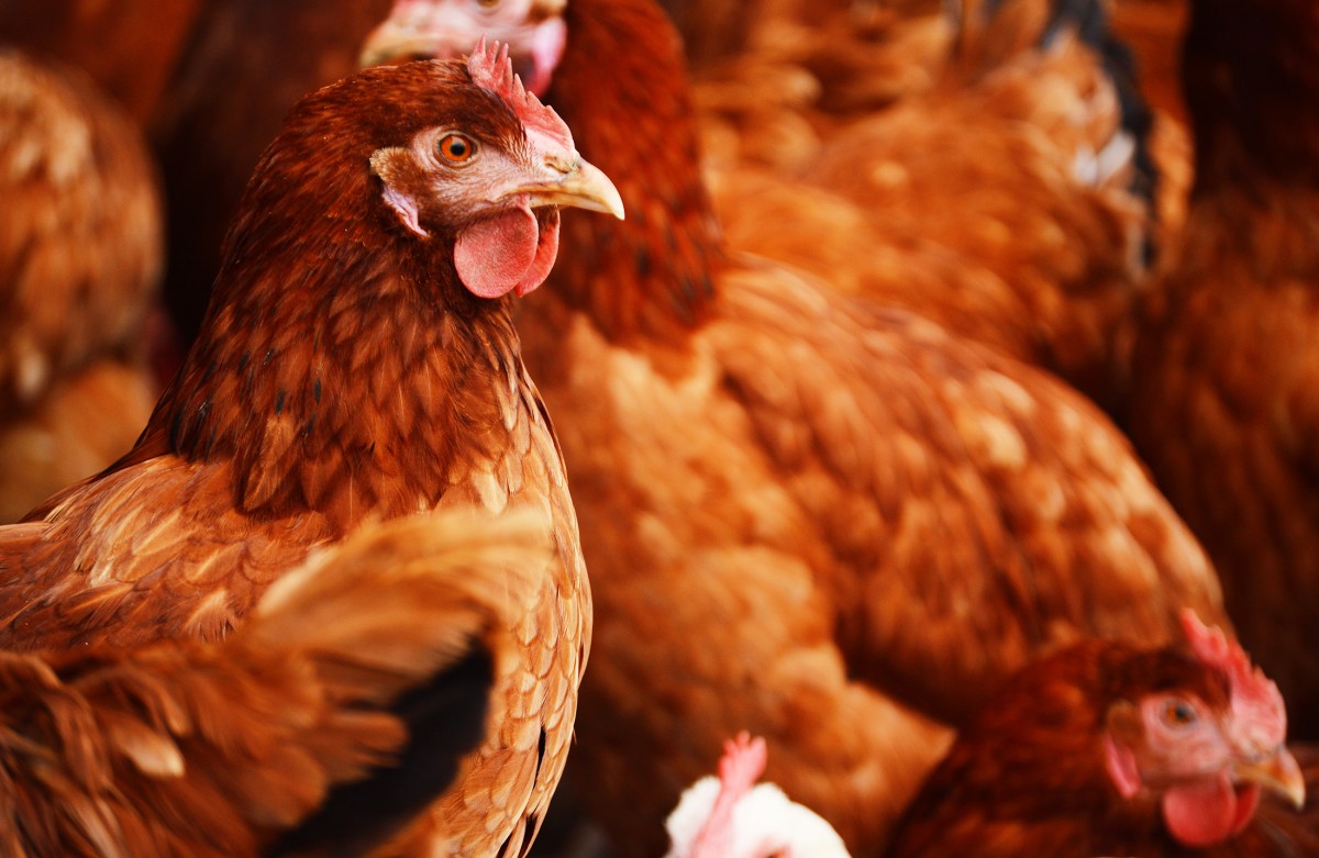 Progress in Canada! Boston Pizza and Earls Commit to Improved Broiler Welfare