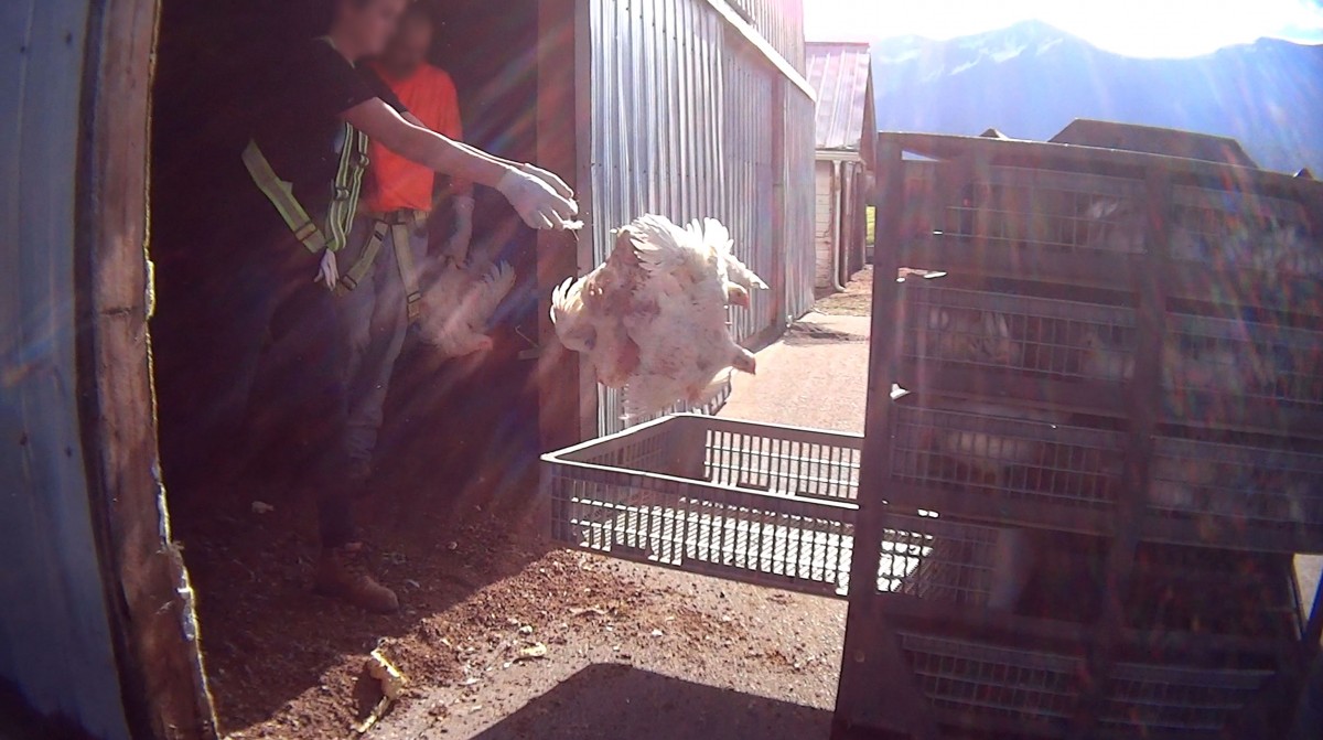 Shocking Undercover Video Reveals Sickening Abuse at Countryâ€™s Second-Largest Chicken Producer