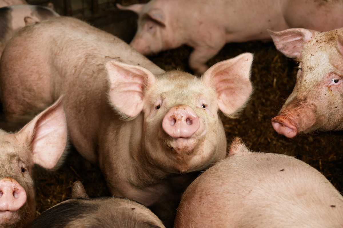 Charges Filed After 1,265 Pigs Found Dead in Flooded, Manure-Filled Barn
