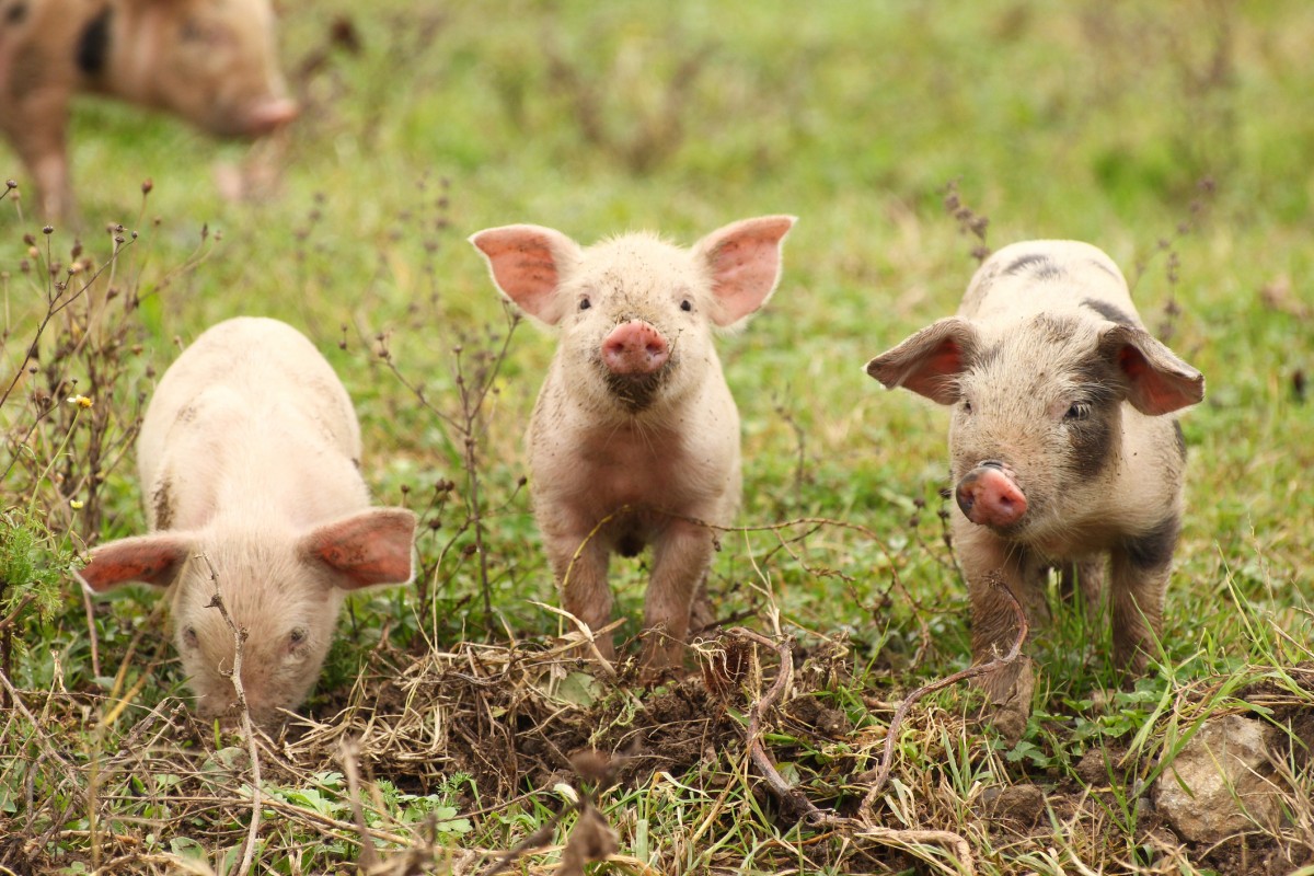 Tell the USDA Organic Food Label MUST Include Animal Protections!