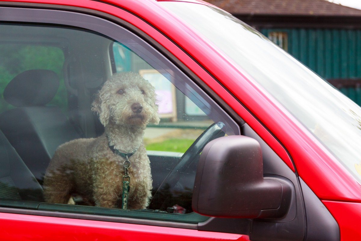 If Leaving Your Dog in the Car on a Hot Day Is Wrong, So Is Thisâ€¦
