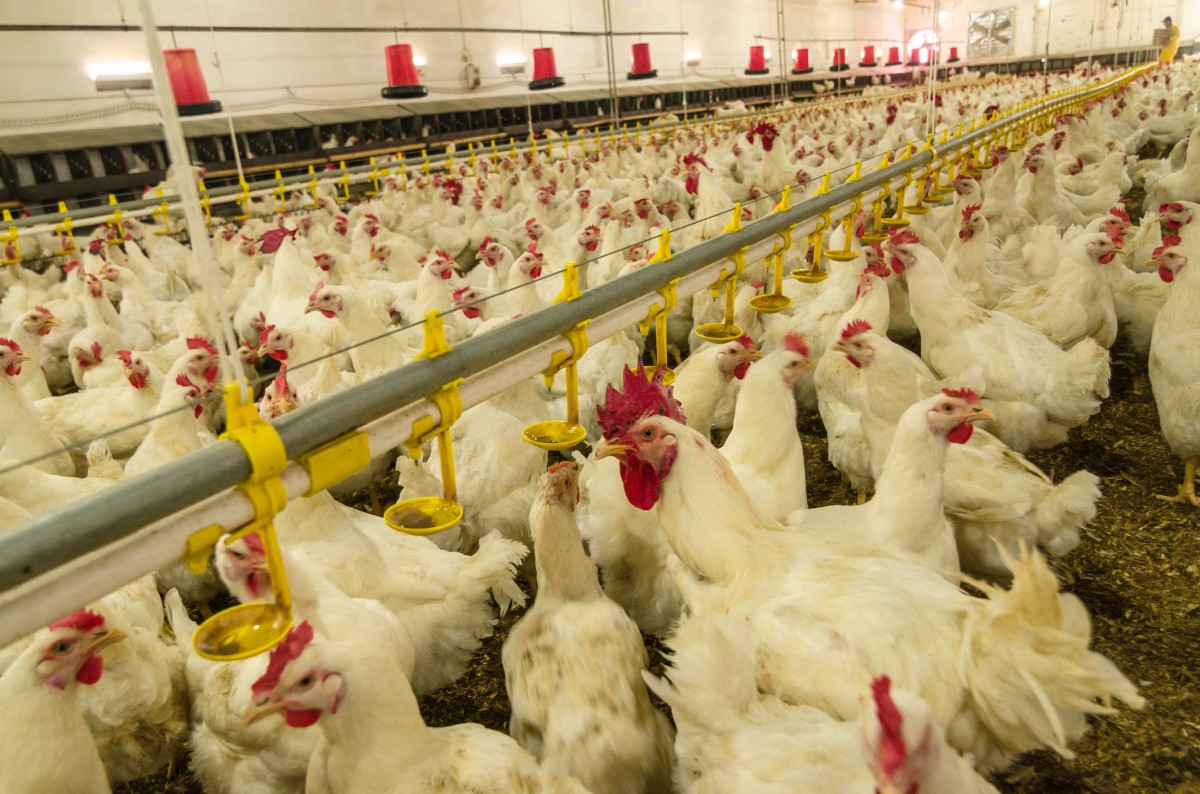 Major Chicken Producer Sued After Hallucinogenics Found in Its 