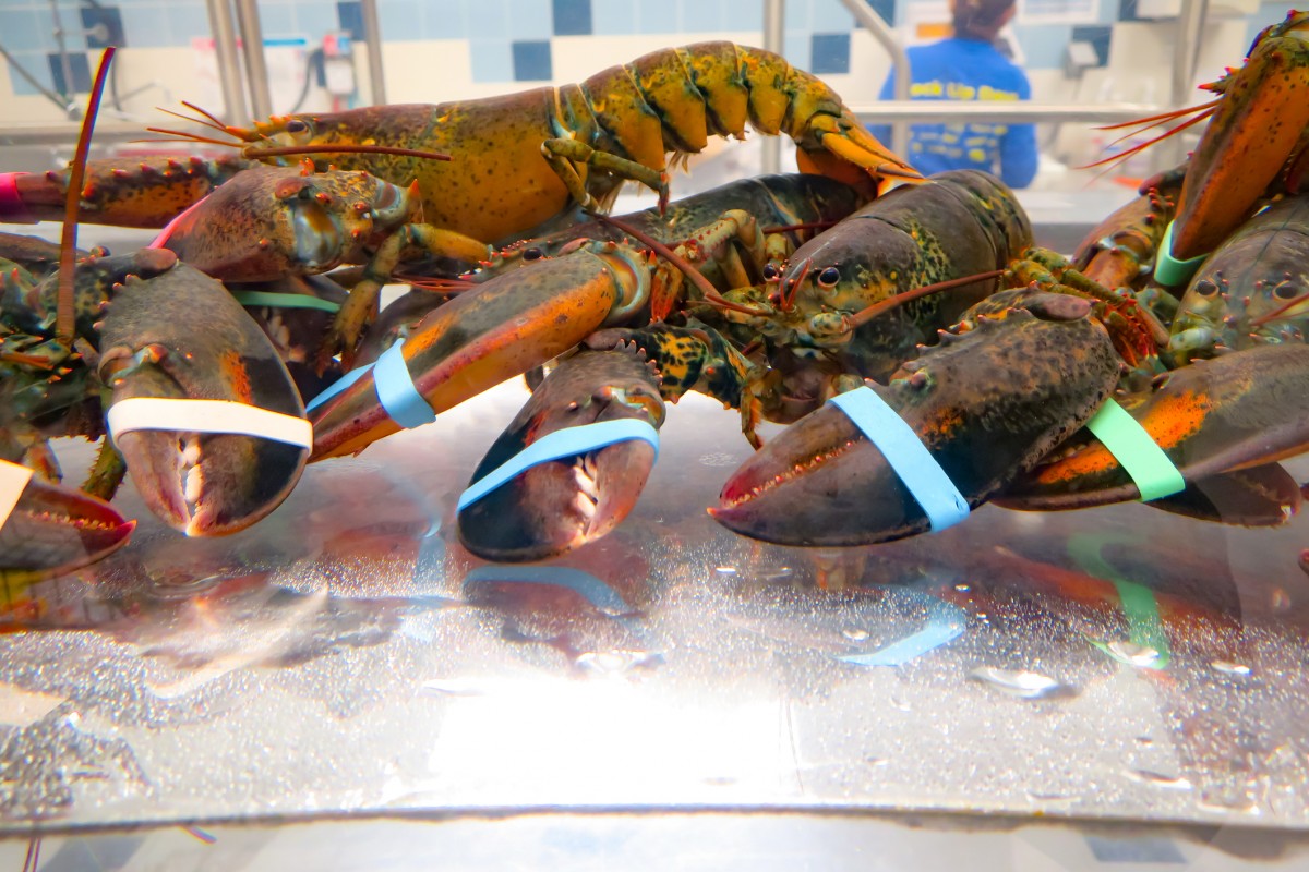 132-Year-Old Lobster Set Free by Restaurant Owner