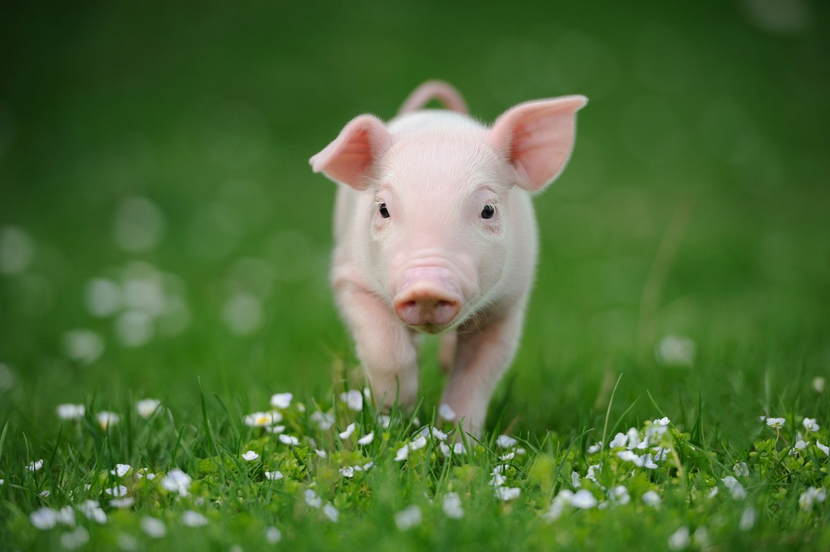 In Honor of Independence Day: Four Ways You Can Help Animals Be Free