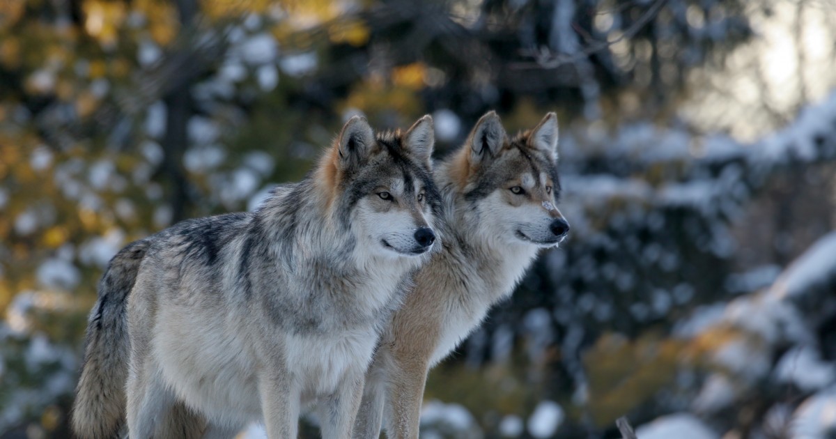 Washington State Plans To Kill Wolves So You Can Keep