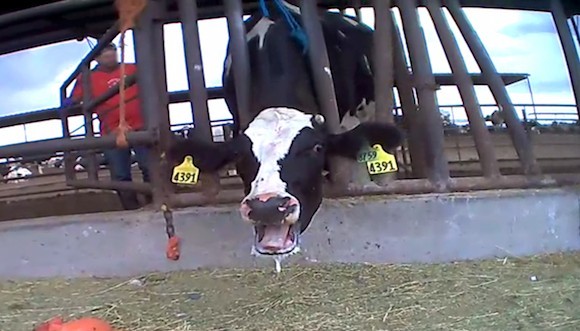 10 Gross Things the Dairy Industry Does but Never Talks About - Mercy ...