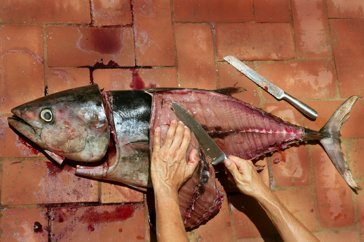 Viral Video: Tuna Sliced in Half Refuses to Die