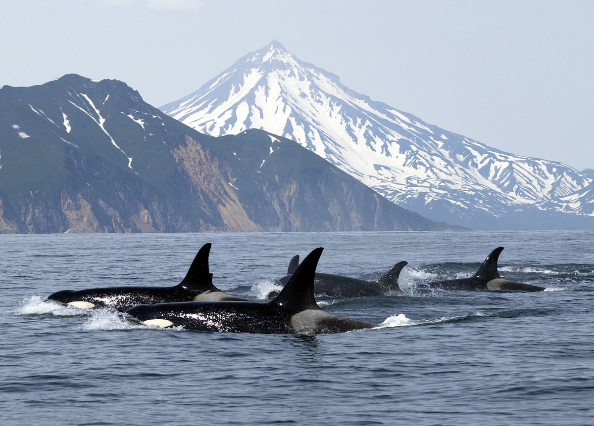 69 Percent of Endangered Orca Pregnancies Failâ€¦ Is Overfishing to Blame?
