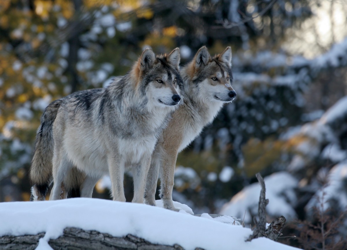 Washington State Plans to Kill Wolves So You Can Keep Eating Meat
