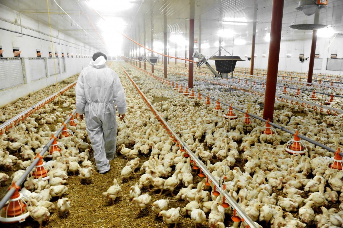 Study: Dust From Factory Farms Endangers Human and Animal Health