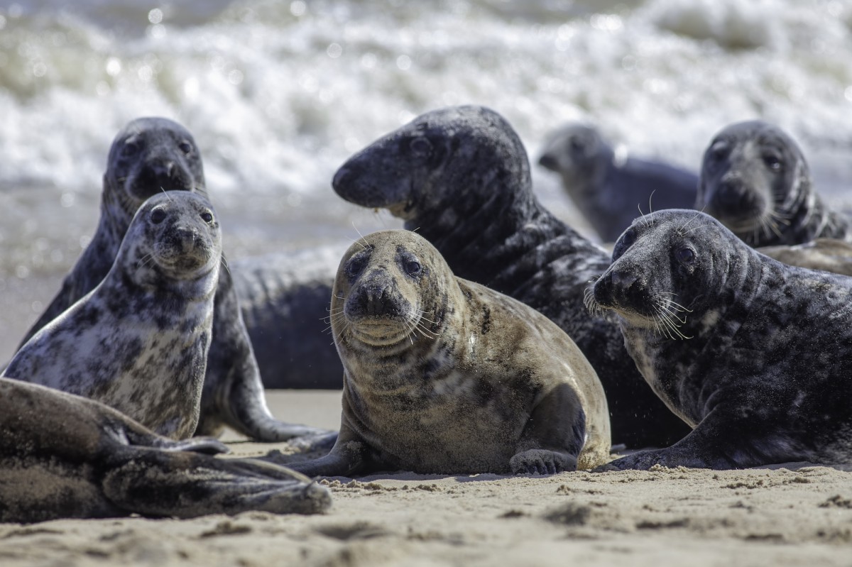 Seals Shot for Salmon Farming Industry