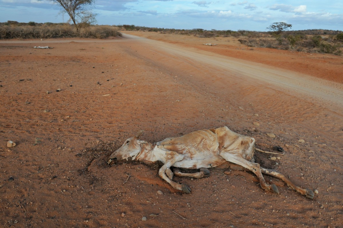 heat killed wildlife masse