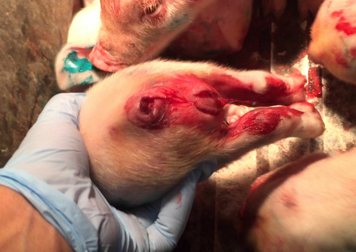 Pigs Feel Neuropathic Pain Due to Tail Mutilation