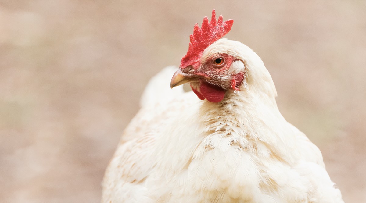 FOCUS Brands Announces Broiler Chicken Welfare Policy
