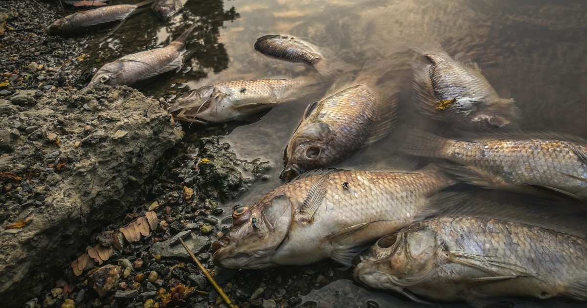 Here's Why the Gulf of Mexico's Dead Zone Is a Bigger Problem Than You ...