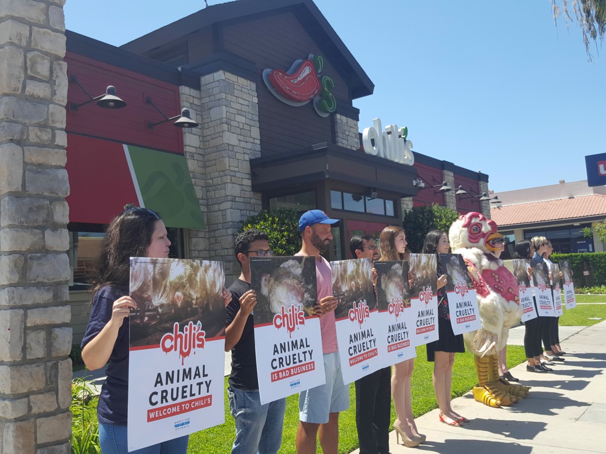 Mercy For Animals Organizes Nationwide Demonstrations at Chili's
