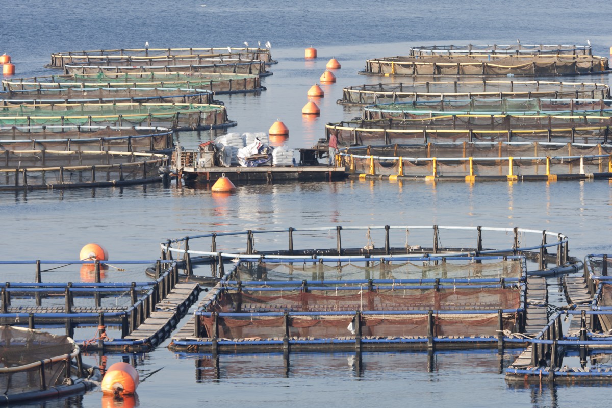 Fish Factory Farmers Cause Environmental Nightmare in Washington State