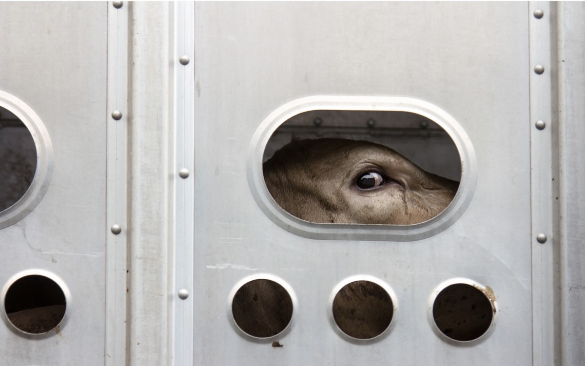 Here Are 6 Devastating Traffic Accidents Involving Farmed Animals in Just the Last Month