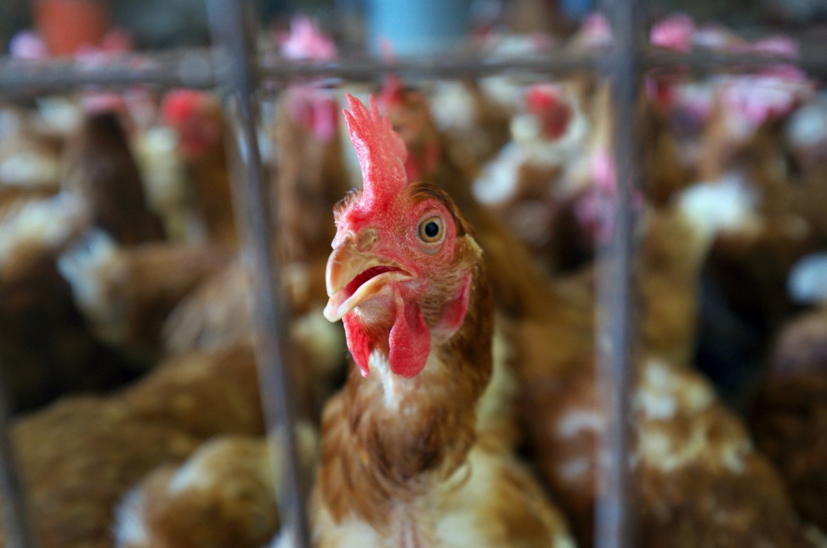 Netherlands Kills 300,000 Hens After Eggs Found Contaminated