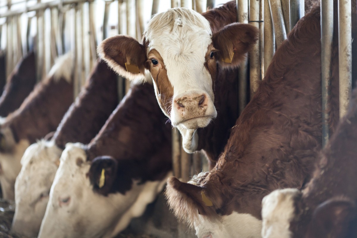 There Are More Than 1.5 Billion Cows on the Planet. Here's Why That's a Problem.