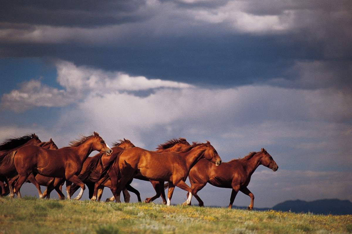 Thousands of Wild Horses May Be Killed Just So You Can Eat Meat